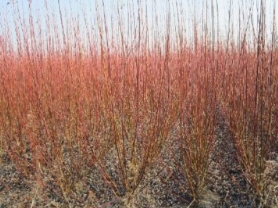 东北优质竹柳供应电话黑龙江优质竹柳竹柳哪家种植基地好图片