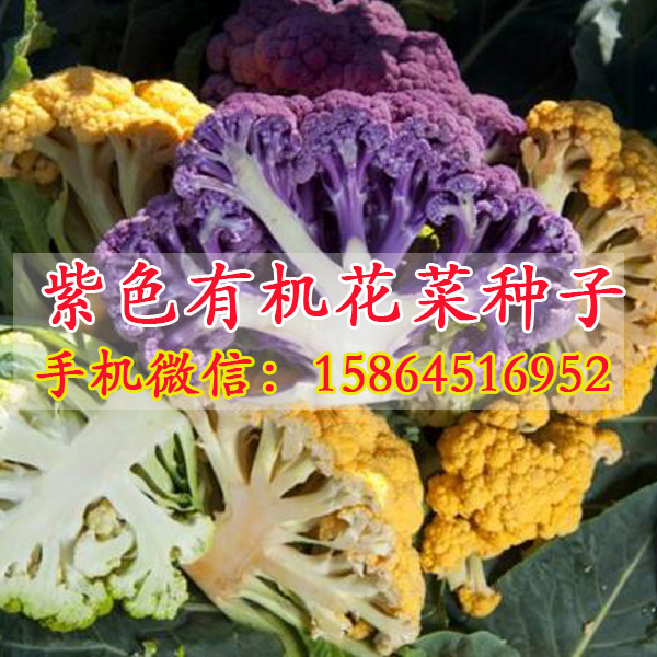 供应 紫花菜种子 花椰菜种子 优质富硒花菜 特菜野菜