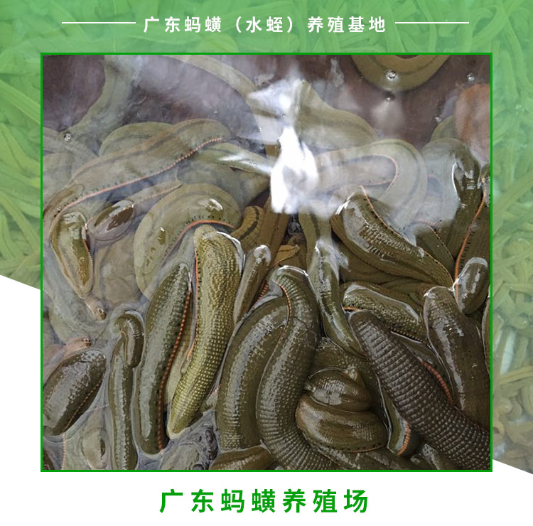 水蛭蚂蟥养殖基地