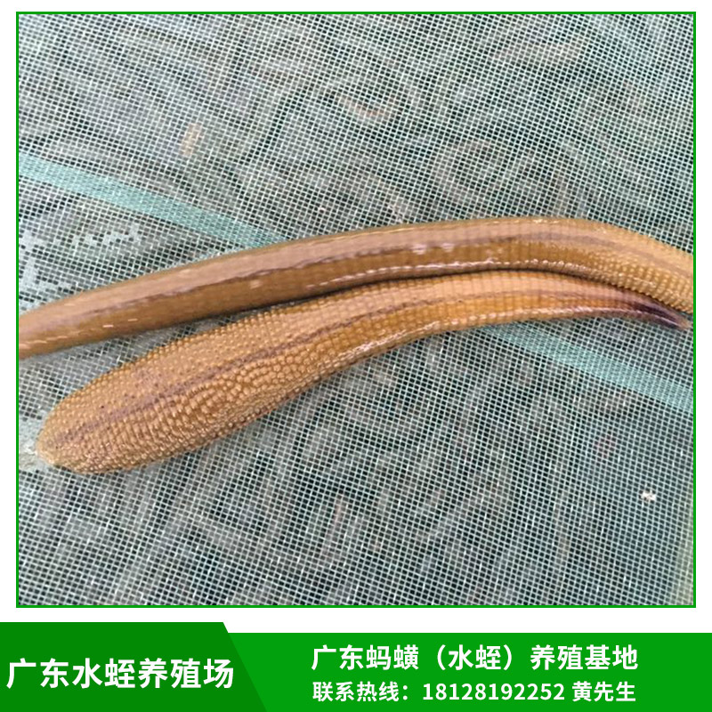 水蛭養(yǎng)殖場圖片/水蛭養(yǎng)殖場樣板圖 (2)