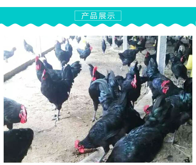 高產(chǎn)綠殼蛋雞苗圖片/高產(chǎn)綠殼蛋雞苗樣板圖 (1)
