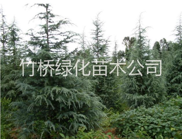 5公分羅漢松圖片/5公分羅漢松樣板圖 (4)