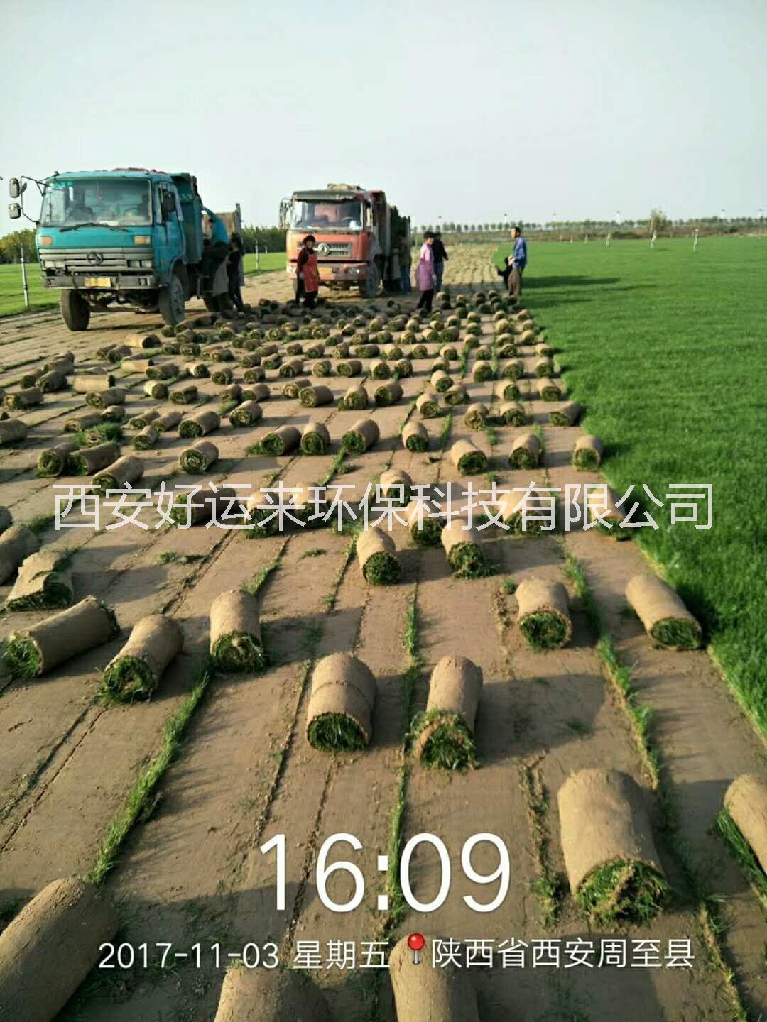 高陵草皮草坪草花水草批發(fā)基地圖片