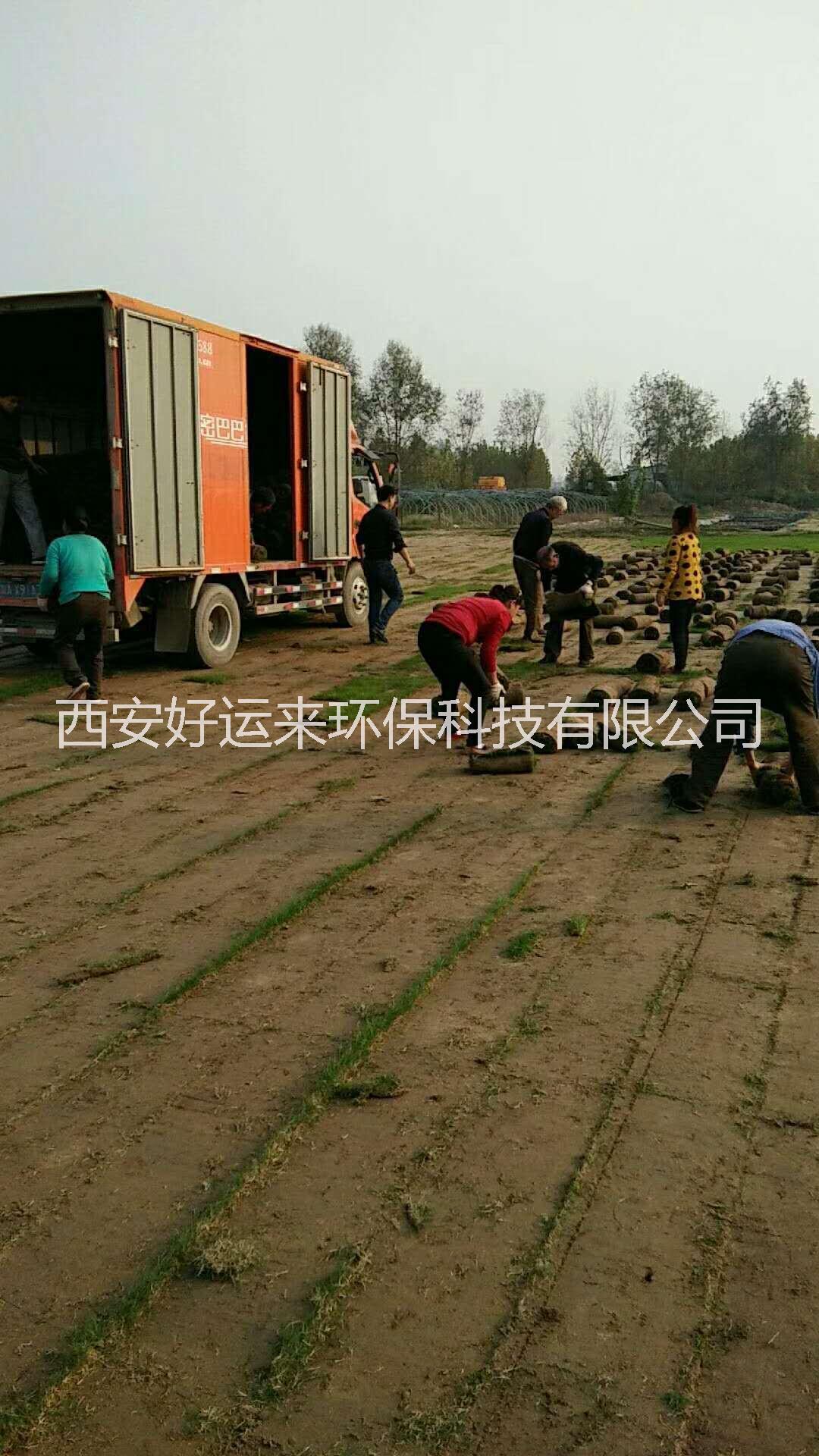 草皮草坪圖片/草皮草坪樣板圖 (2)