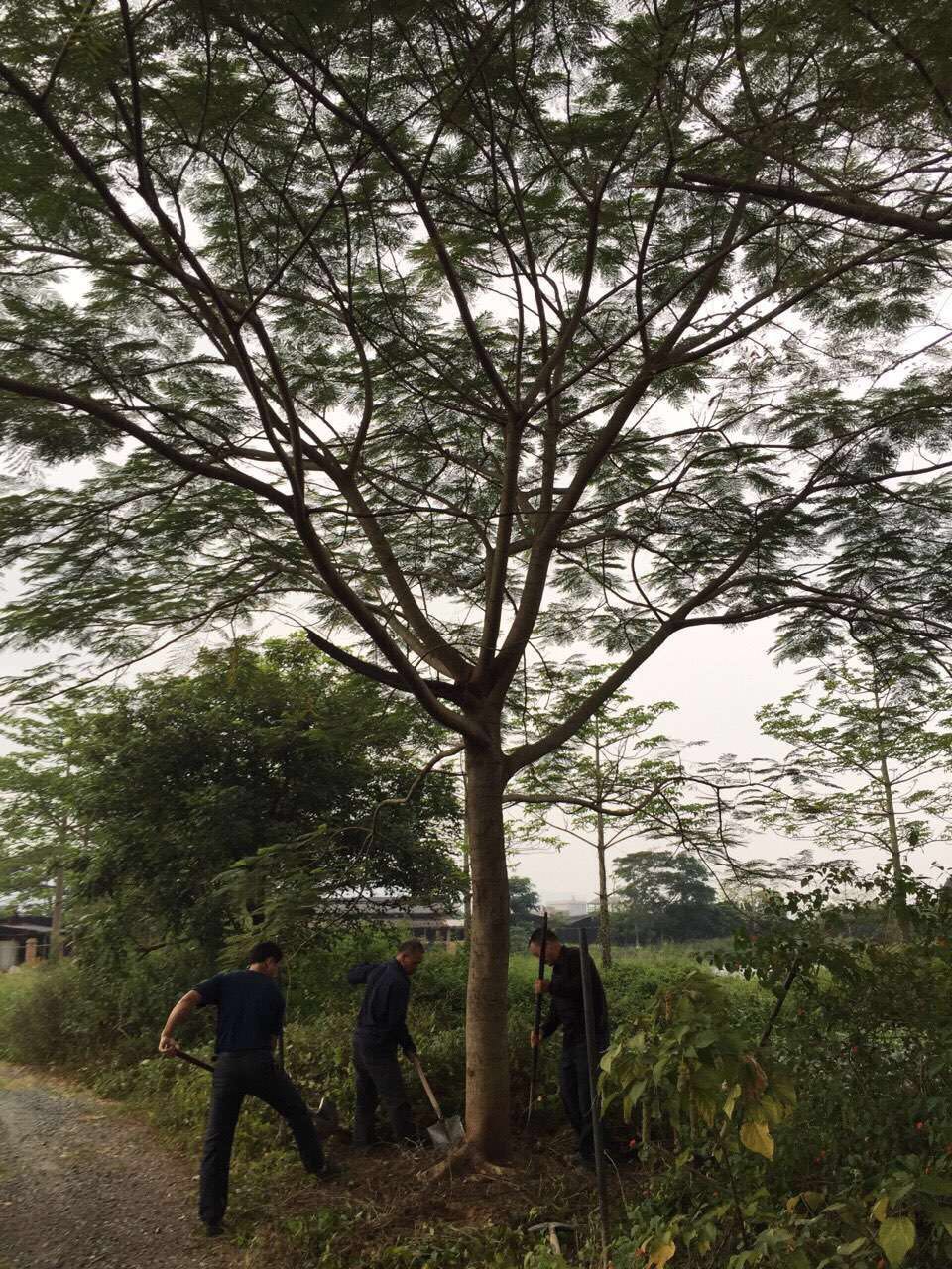 凤凰木 凤凰木销售 凤凰木供应商 凤凰木批发