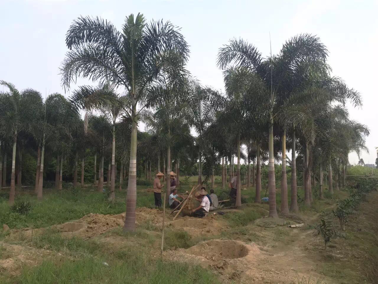 虎尾椰子 虎尾椰子批发 虎尾椰子价格 虎尾椰子生产