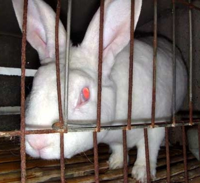 飼料專(zhuān)用添加劑硫酸鈣圖片/飼料專(zhuān)用添加劑硫酸鈣樣板圖 (2)