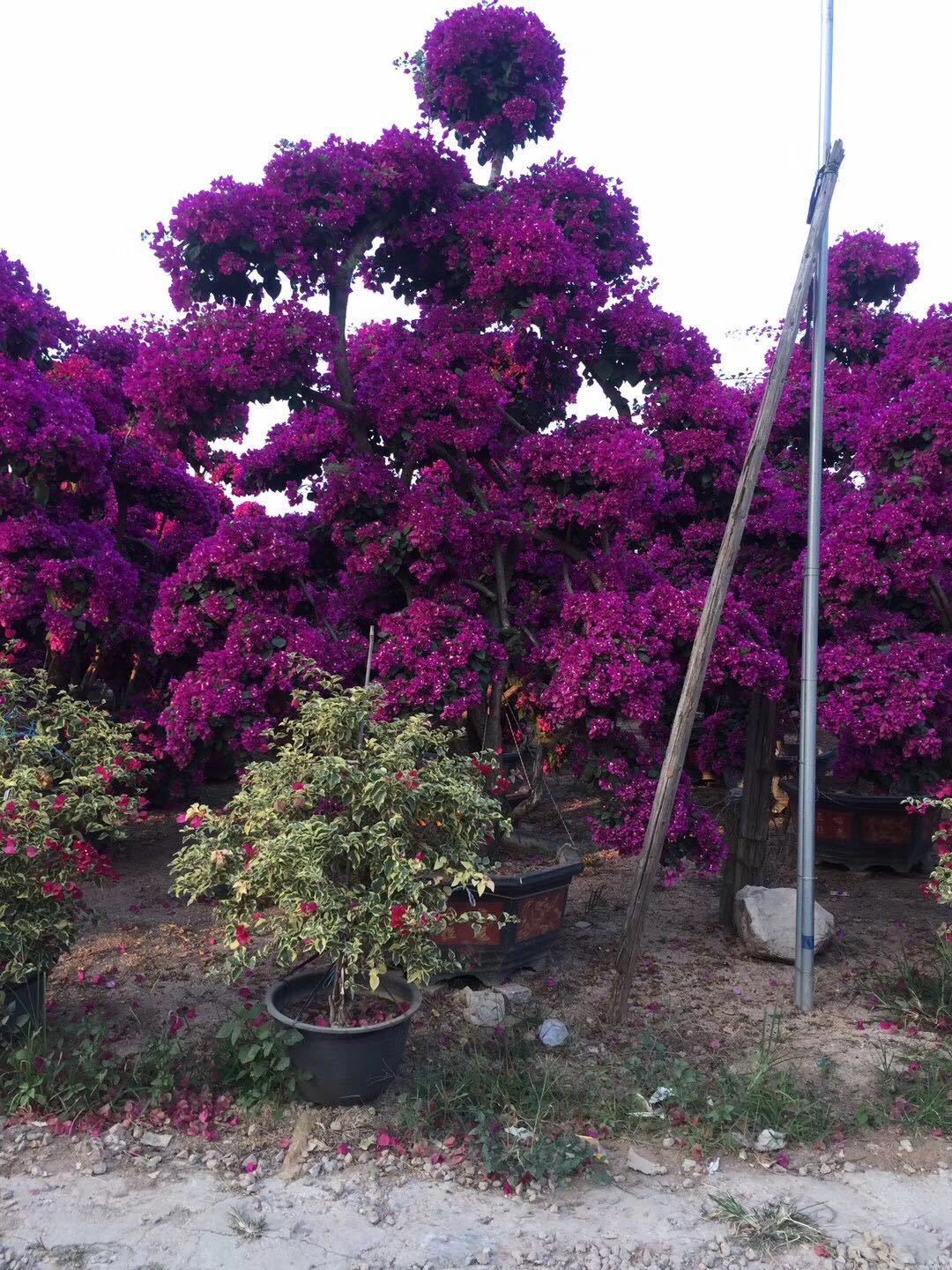 海南三角梅產品供應圖片/海南三角梅產品供應樣板圖 (4)