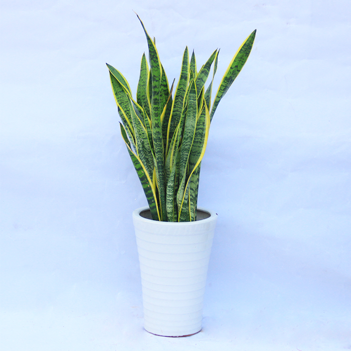 武漢寫字樓辦公室室內(nèi)植物盆栽送貨上門，可出租擺租賃