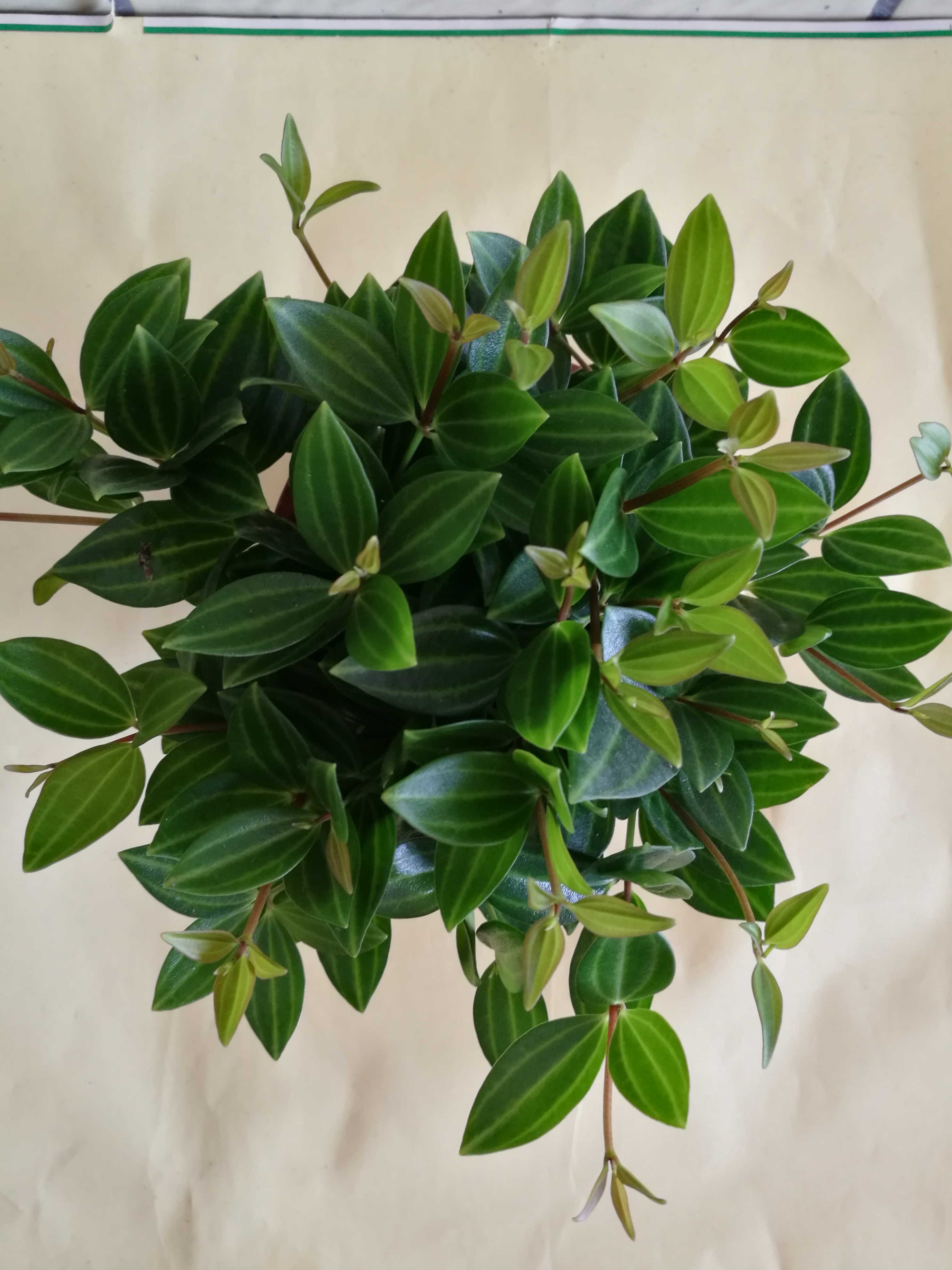 鉆石翡翠圖片/鉆石翡翠樣板圖 (3)