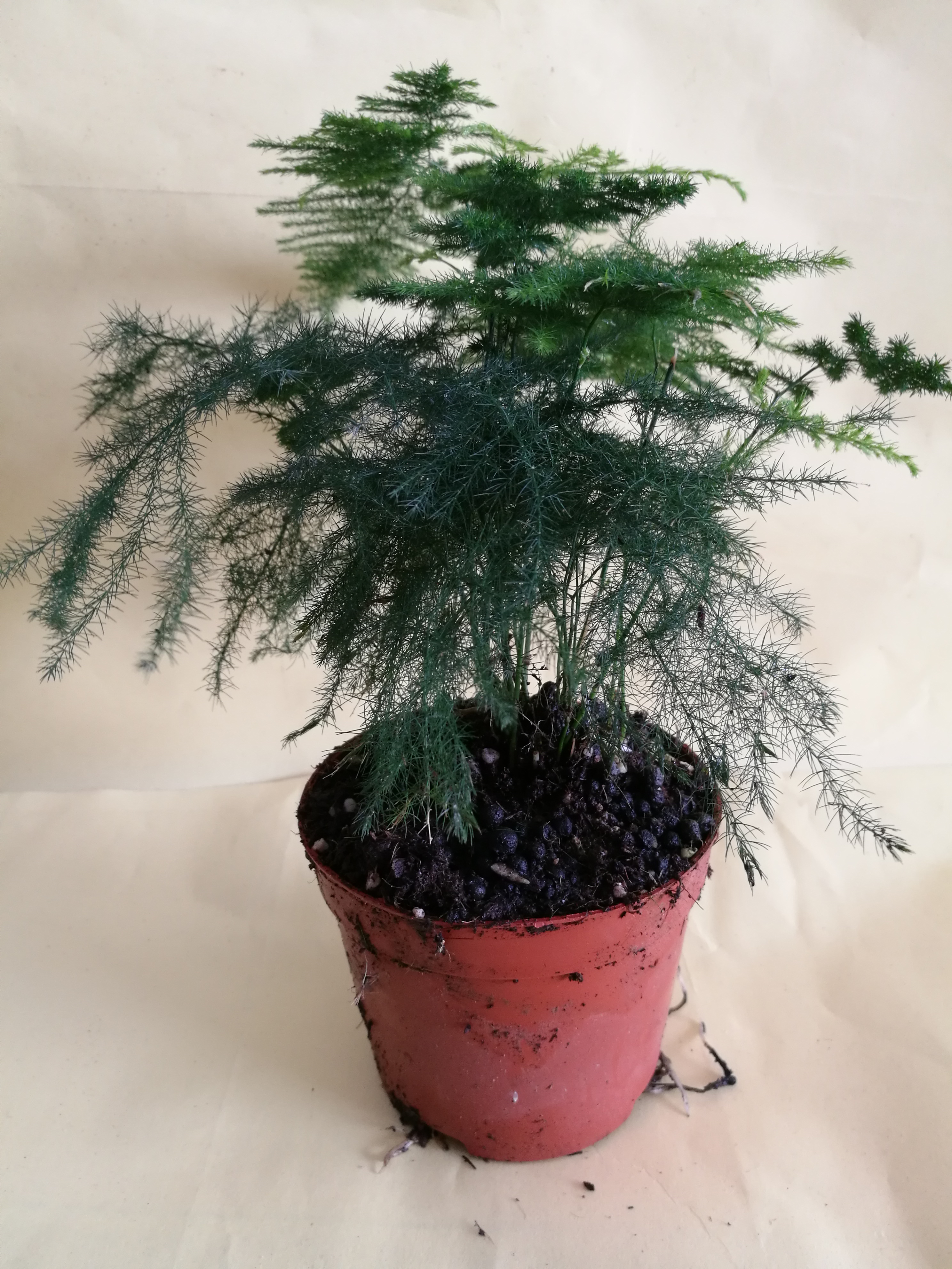 云片竹圖片/云片竹樣板圖 (2)