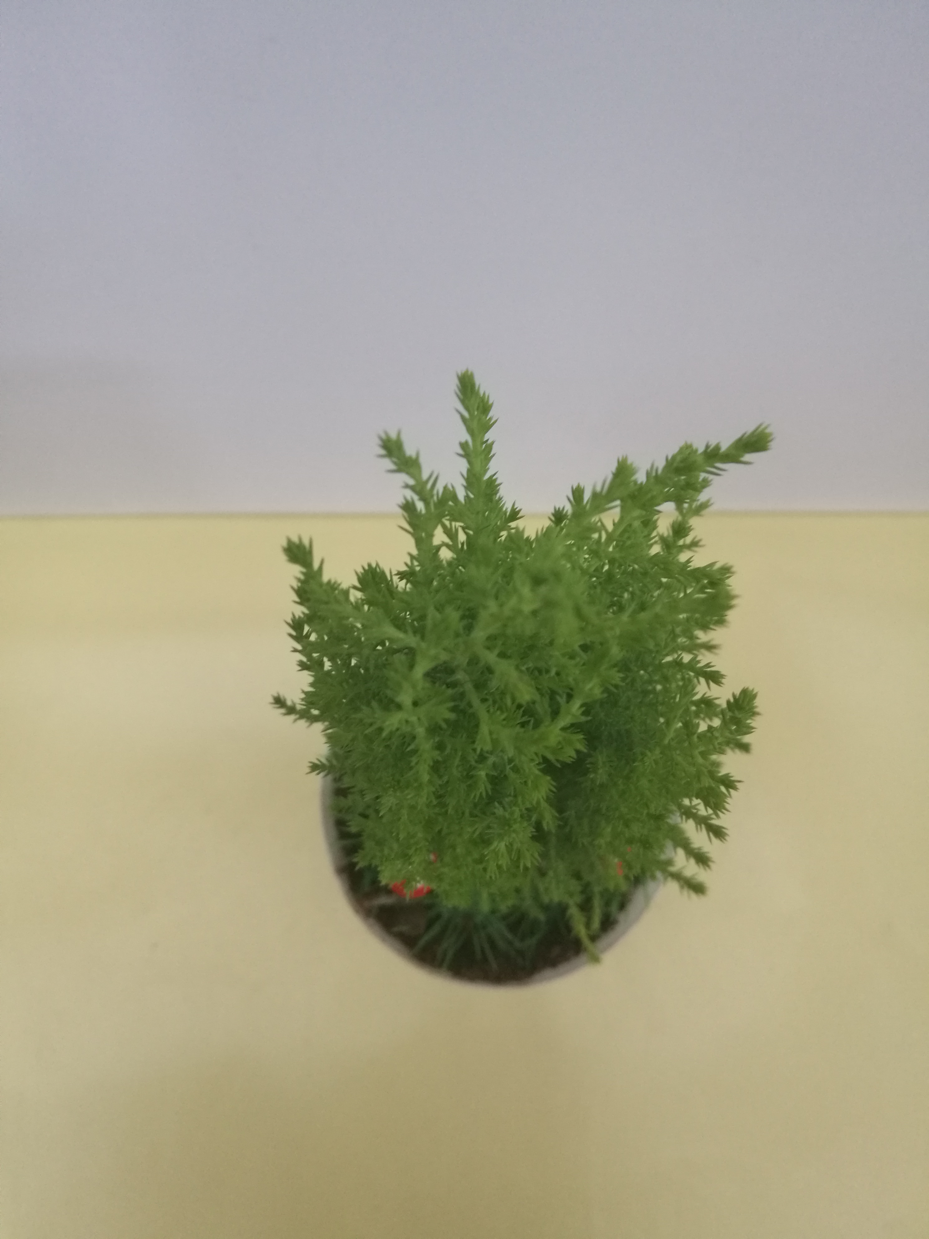 彩杯香松圖片/彩杯香松樣板圖 (3)