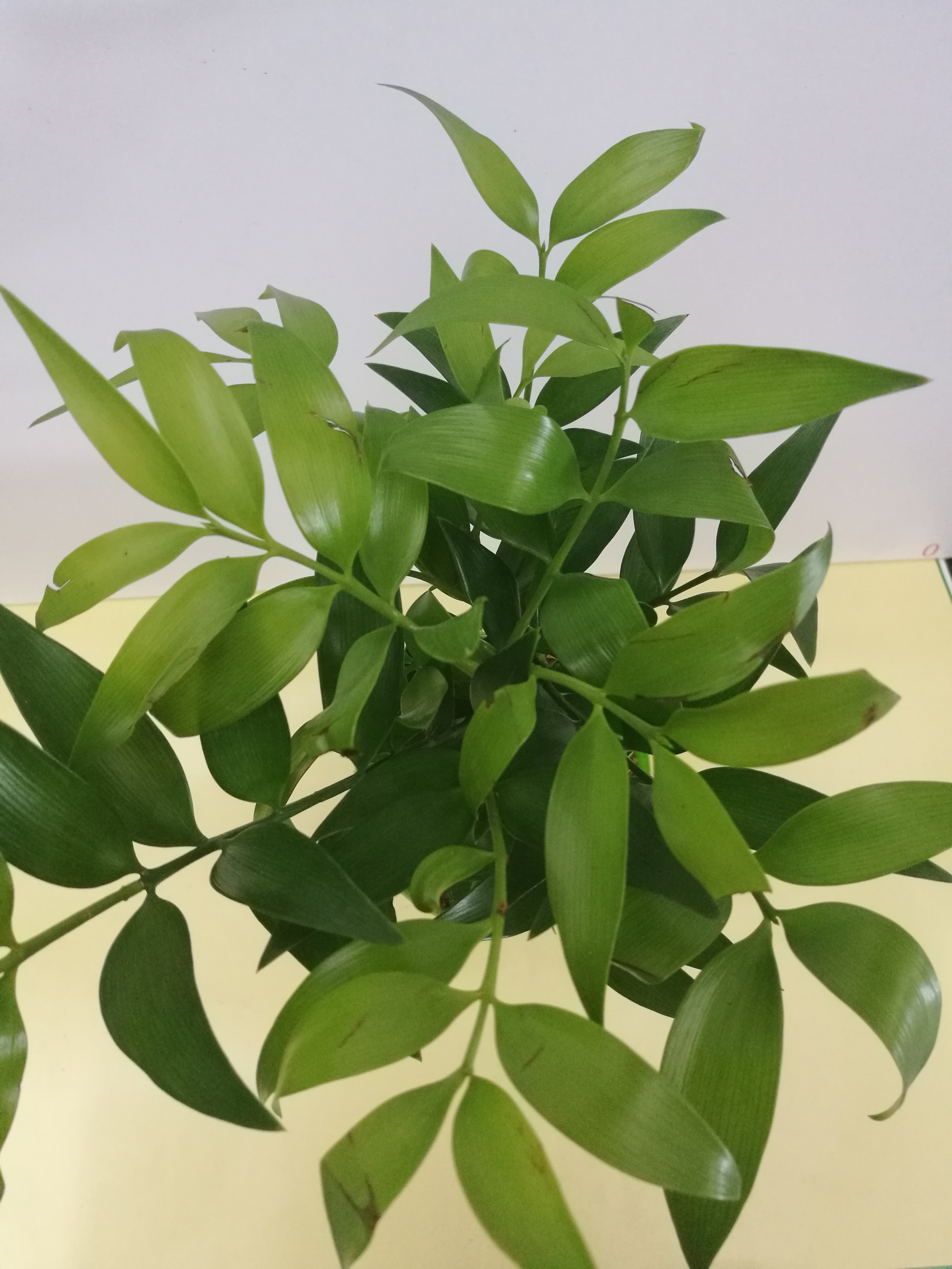 彩杯竹柏圖片/彩杯竹柏樣板圖 (3)