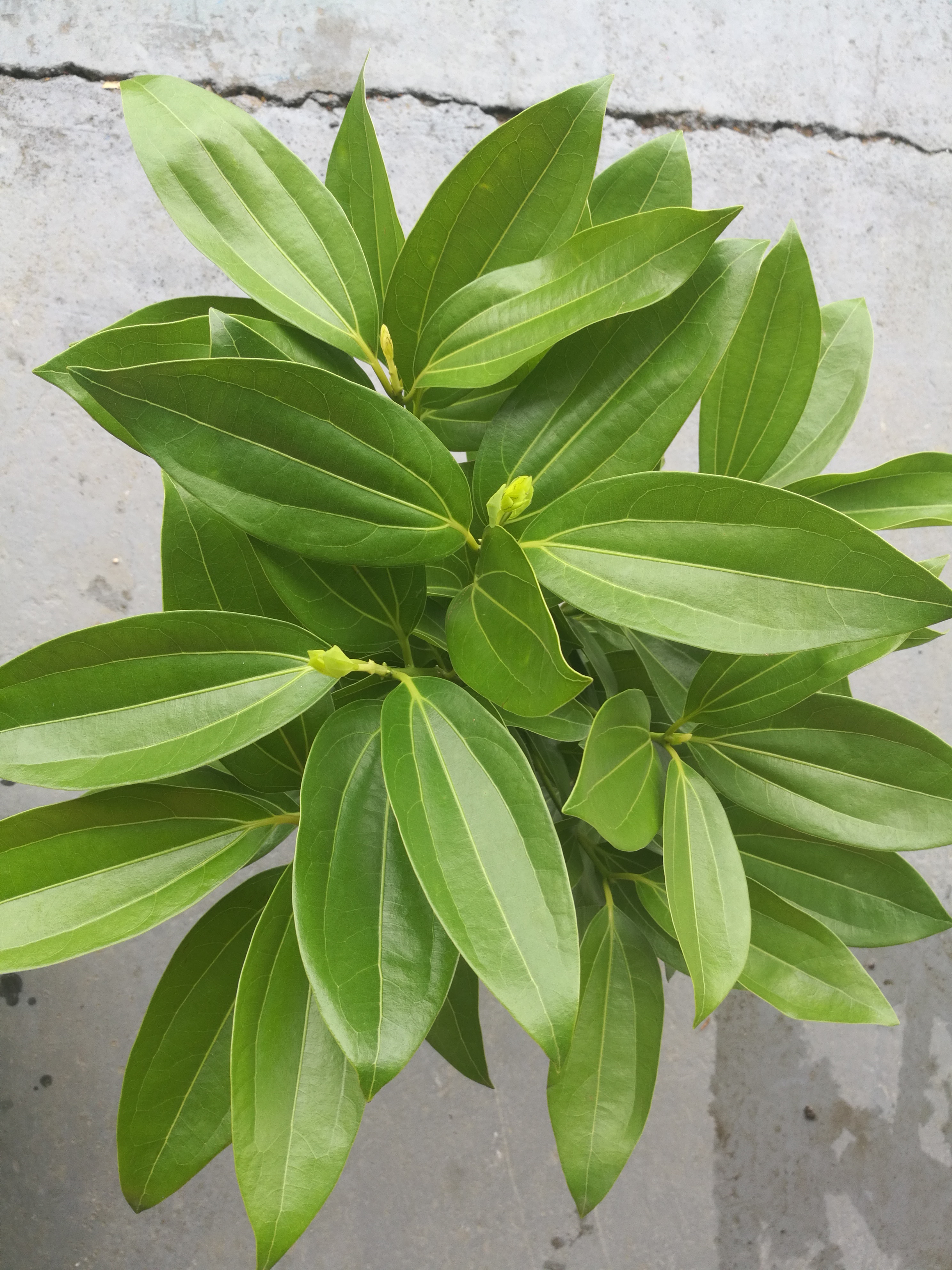 彩杯竹柏圖片/彩杯竹柏樣板圖 (1)