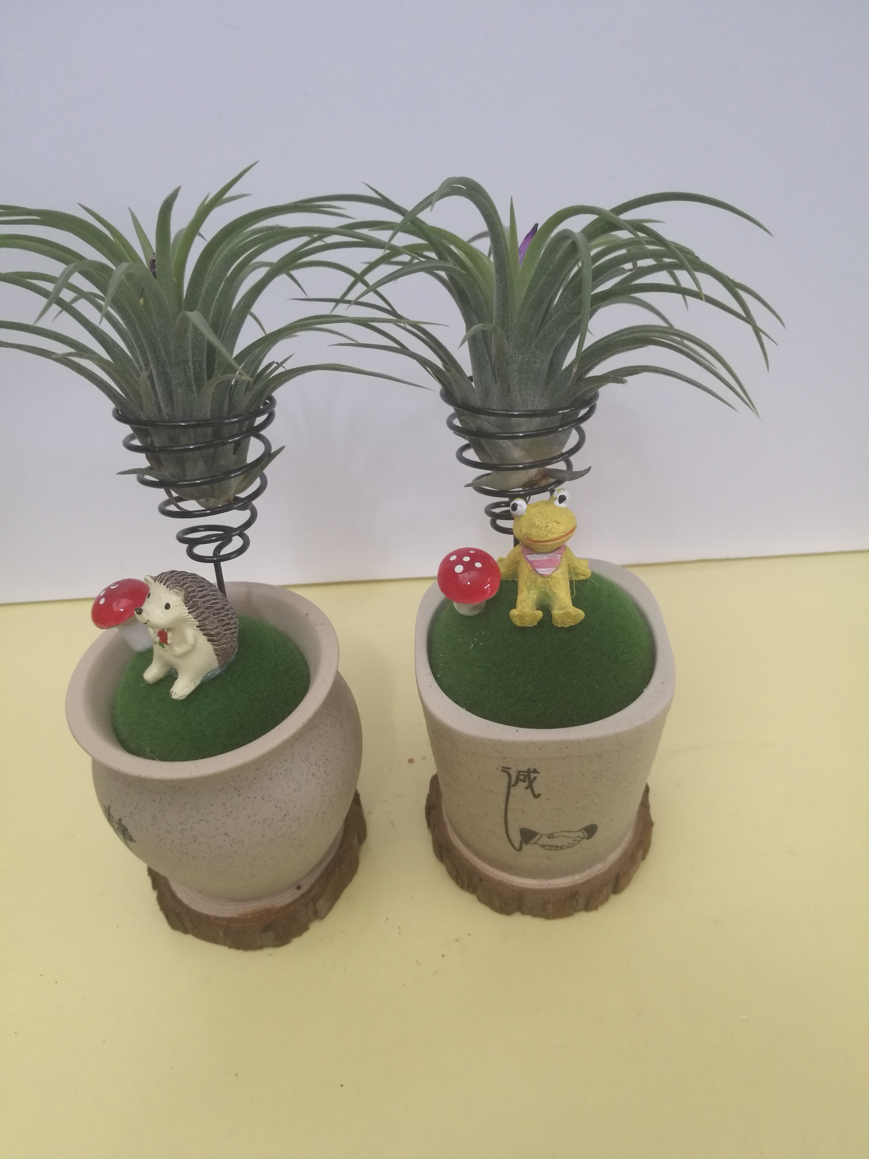 空氣鳳梨-文化杯圖片