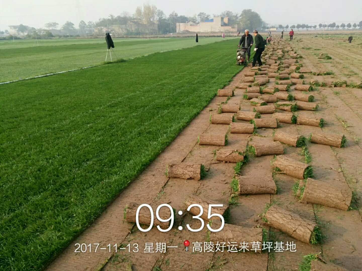 草皮圖片/草皮樣板圖 (1)
