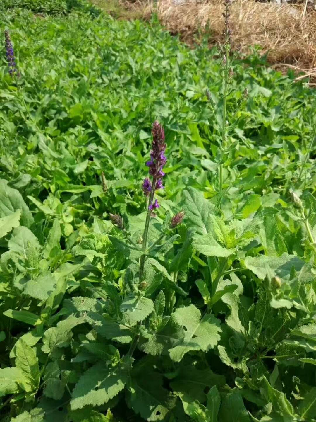 西安市大量供应多年生草花兰花鼠尾草厂家