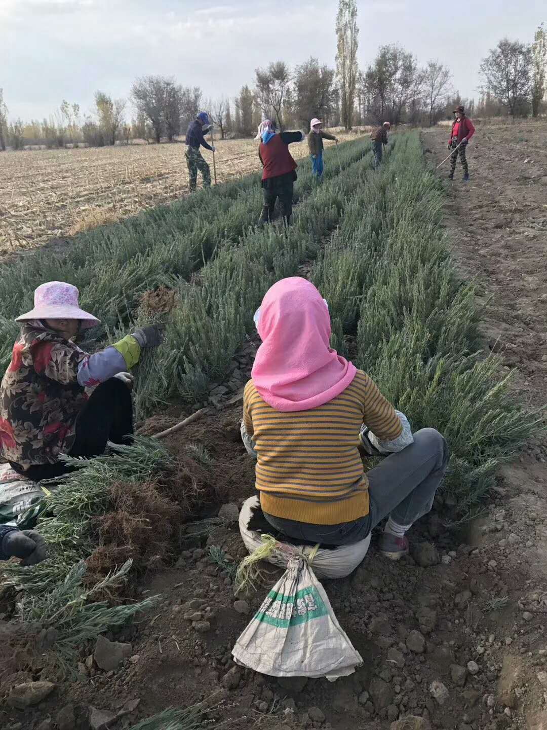 西安市大量供应多年生草花兰花鼠尾草厂家大量供应多年生草花兰花鼠尾草量大从优欢迎咨询 大量供应多年生草花兰花鼠尾草