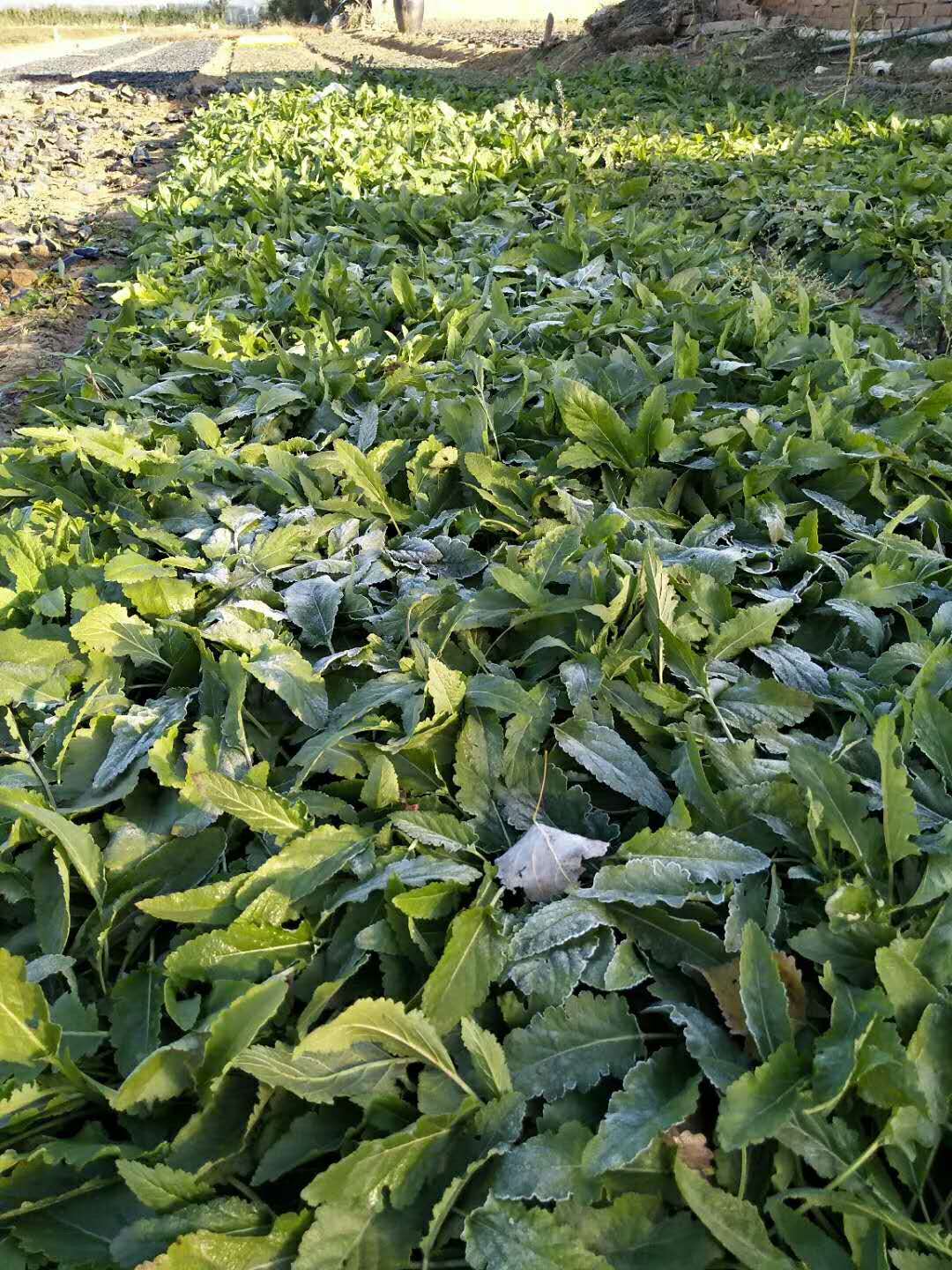 大量供应多年生草花兰花鼠尾草量大从优欢迎咨询 大量供应多年生草花兰花鼠尾草图片