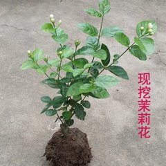 广西茉莉花出售   广西茉莉花出售   广西茉莉花出售