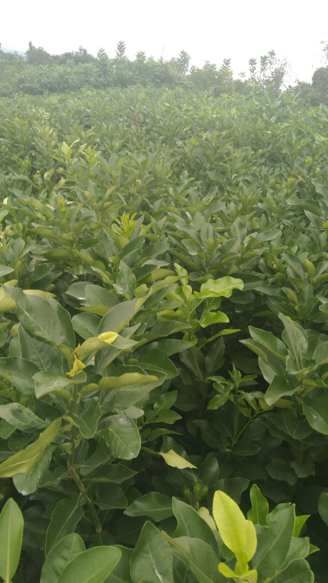 大雅圖片/大雅樣板圖 (2)