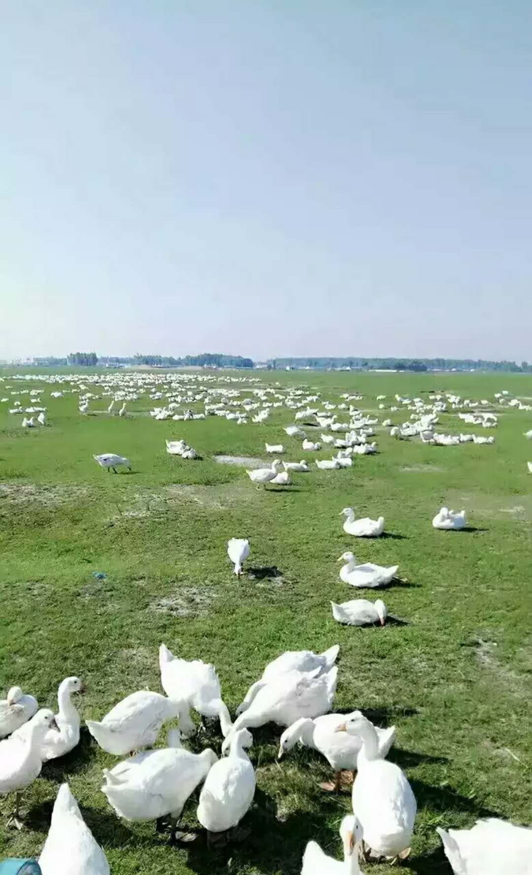 河北鹅苗孵化厂 河北鹅苗孵化场 河北优质鹅苗孵化场 河北优质鹅苗孵化厂 河北优质鹅苗厂家直销图片