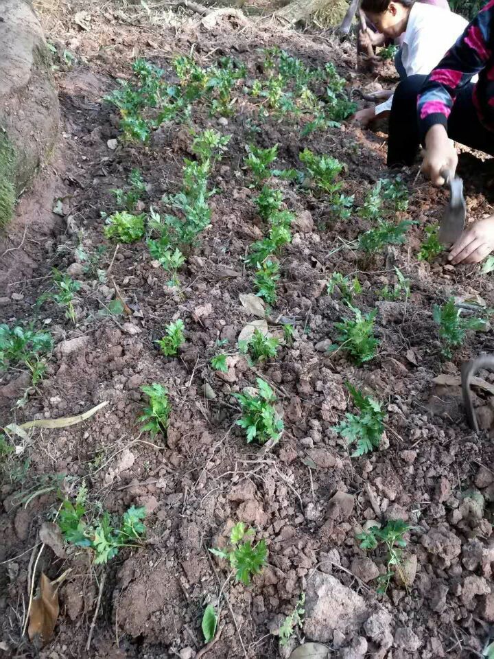 供应黄连种苗黄连苗子黄连种苗 供应黄连种苗 供应黄连种苗黄连苗子