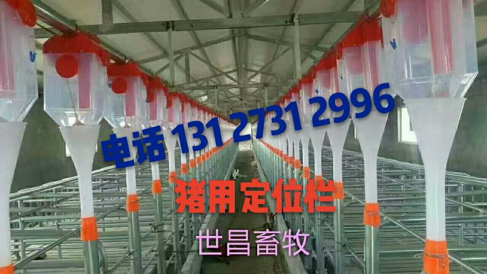 猪场自动化供料系统现代养殖设备猪用供料系统料线安装设备全自动料线设备厂家图片