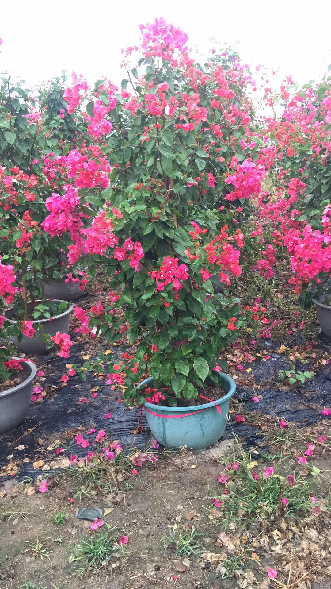 海南粉紅三角梅供應(yīng)圖片/海南粉紅三角梅供應(yīng)樣板圖 (2)