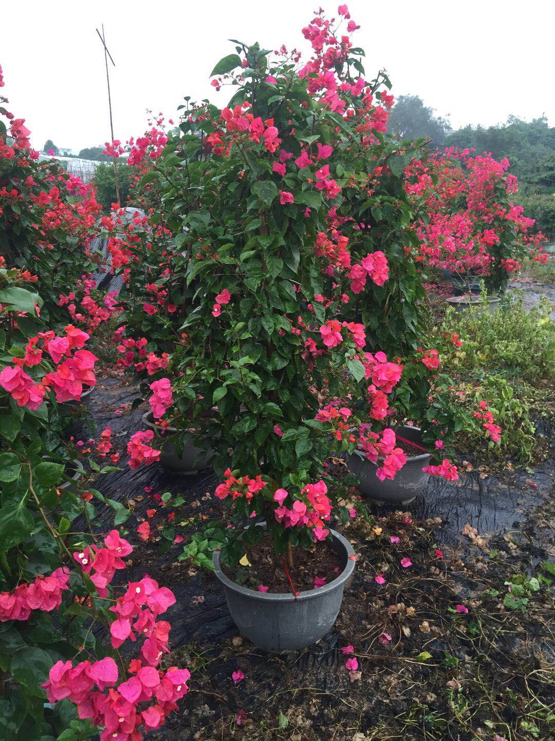 海南粉紅三角梅供應(yīng)圖片