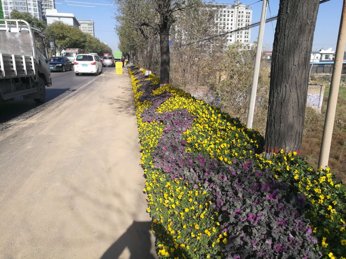 道路绿化带草坪铺设草花摆放 道路绿化带施工草坪铺设草花摆放