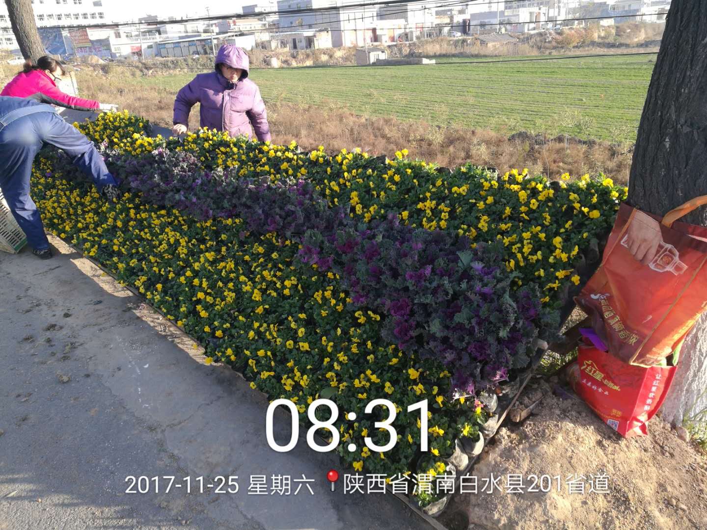 花卉摆租 西安花卉摆租