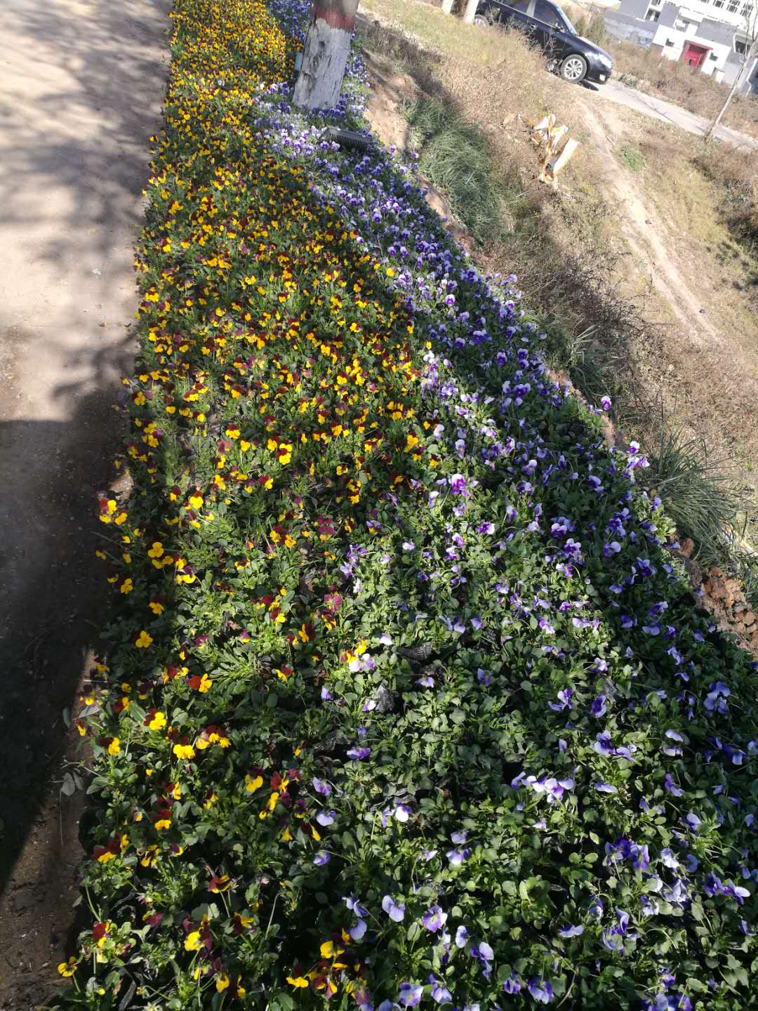 西安市西安花卉摆租厂家花卉摆租 西安花卉摆租