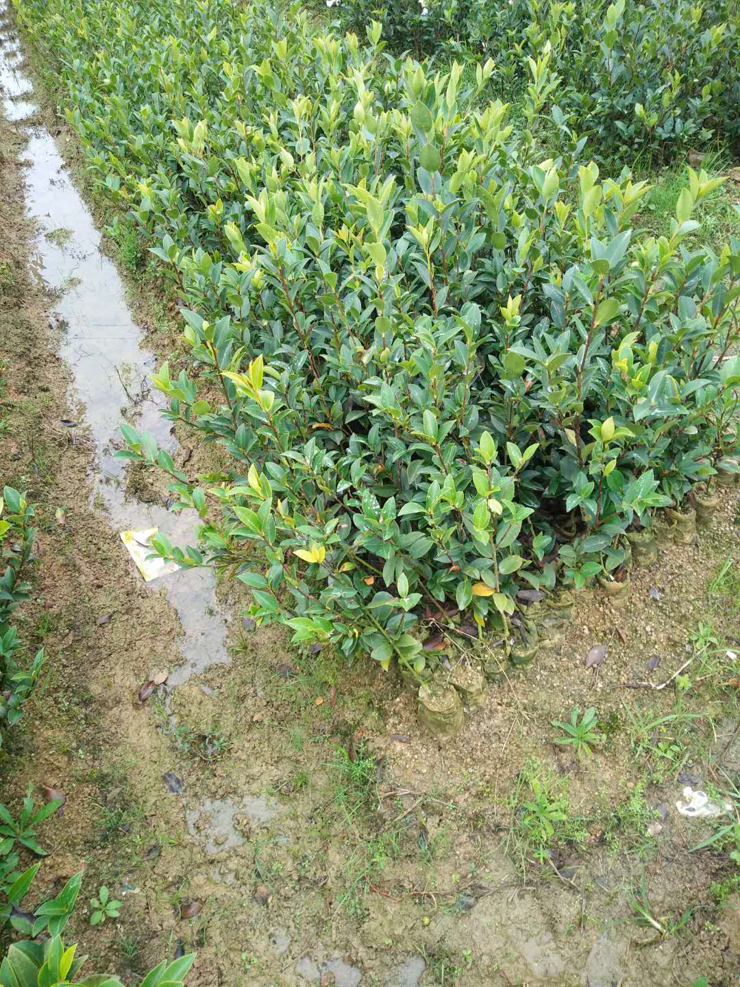 株洲市湖南油茶两年生杯苗厂家油茶两年生杯苗 两年生杯苗供应 两年生杯苗油茶供应 湖南两年生杯苗厂家 湖南两年生杯苗供应 湖南油茶两年生杯苗