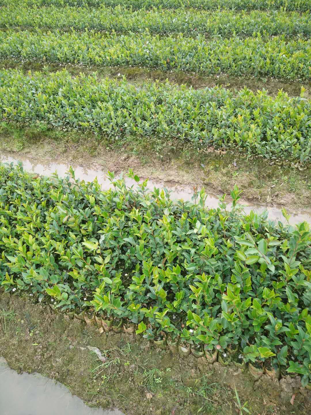 株洲市湖南一年生杯苗厂家湖南油茶生杯苗厂家 油茶生杯苗供应 一年生杯苗供应 油茶一年生杯苗 湖南一年生杯苗