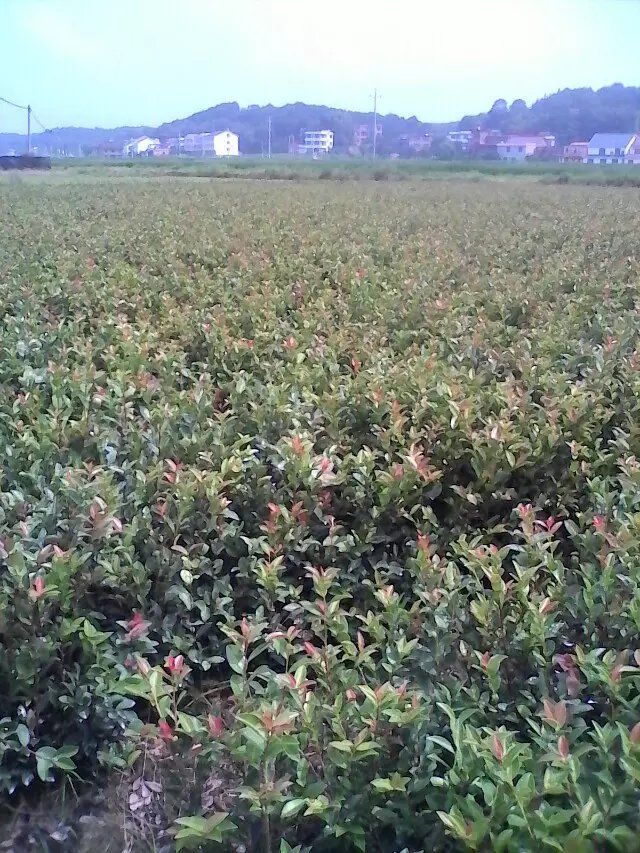 华湘油茶苗株洲 株洲优质两年嫁接油苗 优质两年嫁接油苗价格 湖图片