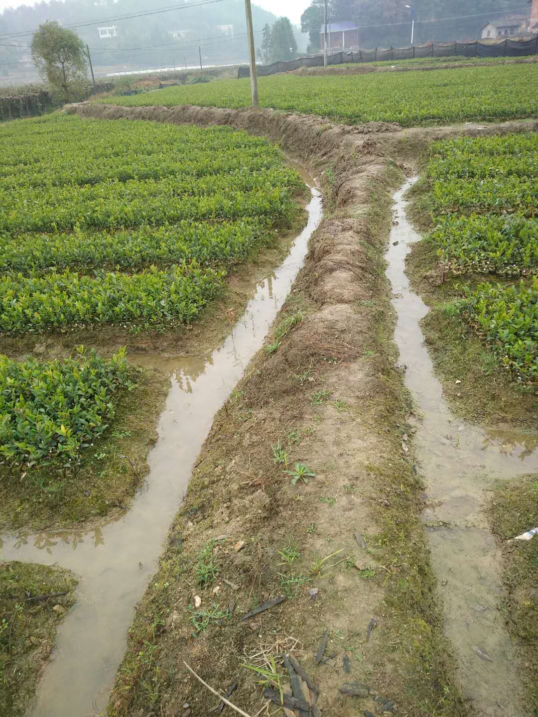 湖南一年生杯苗湖南油茶生杯苗厂家 油茶生杯苗供应 一年生杯苗供应 油茶一年生杯苗 湖南一年生杯苗