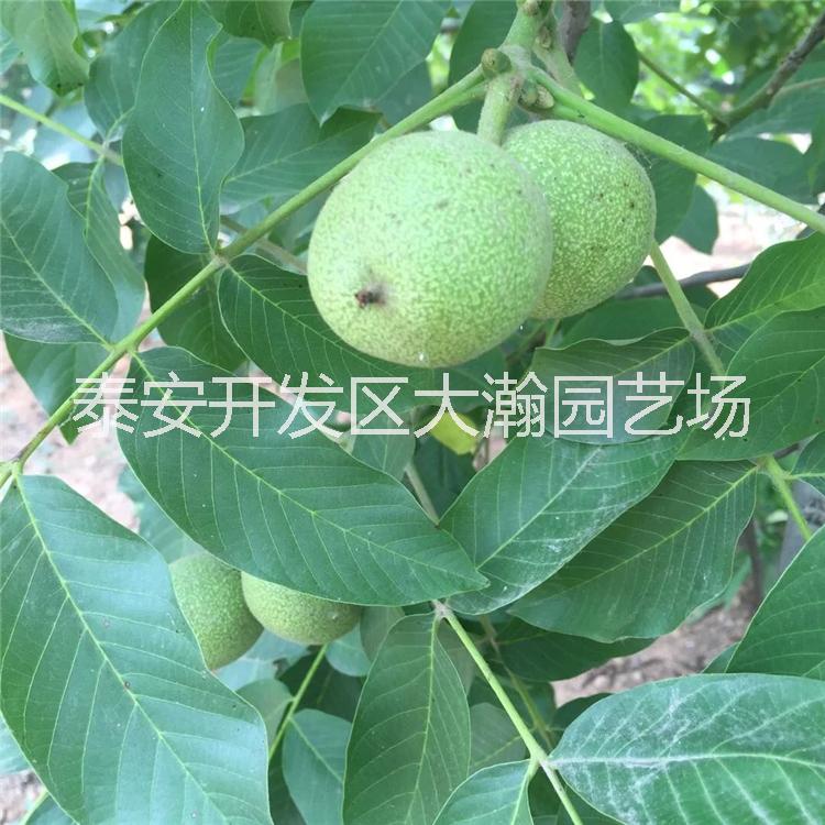 核桃苗8518、香玲、泰山薄皮图片