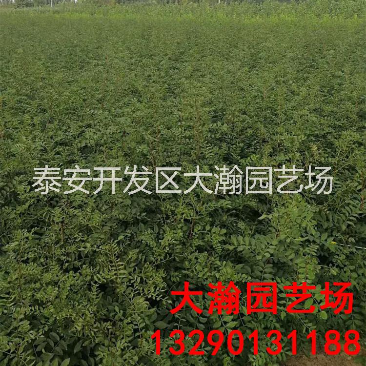 花椒苗大红袍狮子头花椒苗 山东大瀚园艺场 花椒苗价格低质量优图片