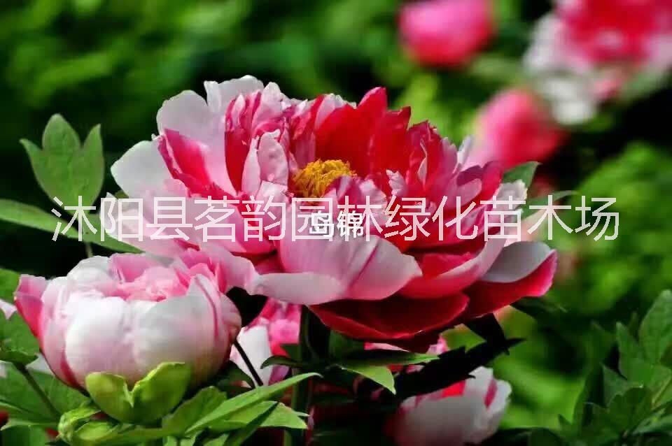 岛锦牡丹花苗盆栽图片