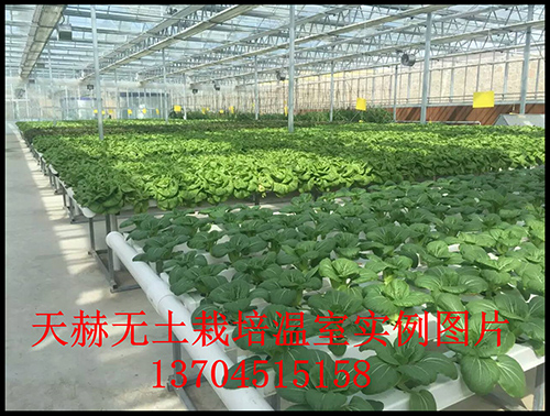 温室植物无土栽培是怎么实现的