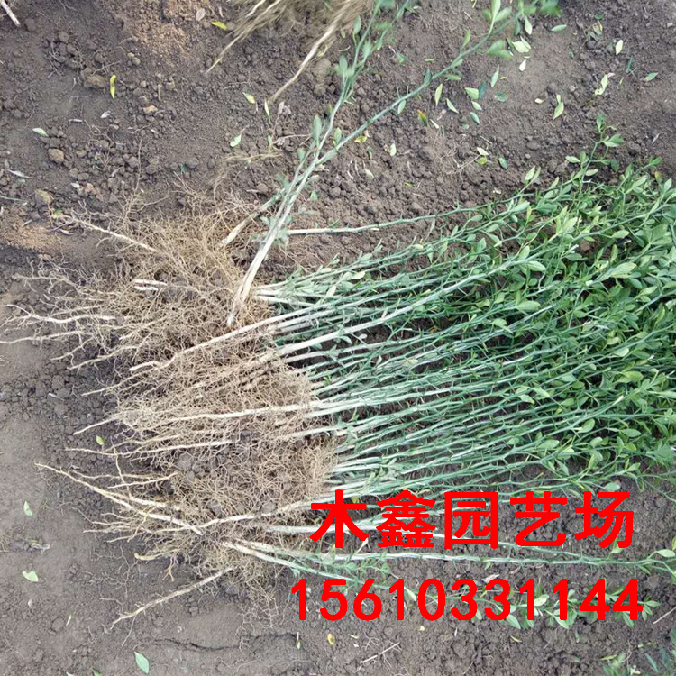 供应山东枸橘树苗价格，枸橘树苗优质苗木，枸橘树苗种植园批发图片