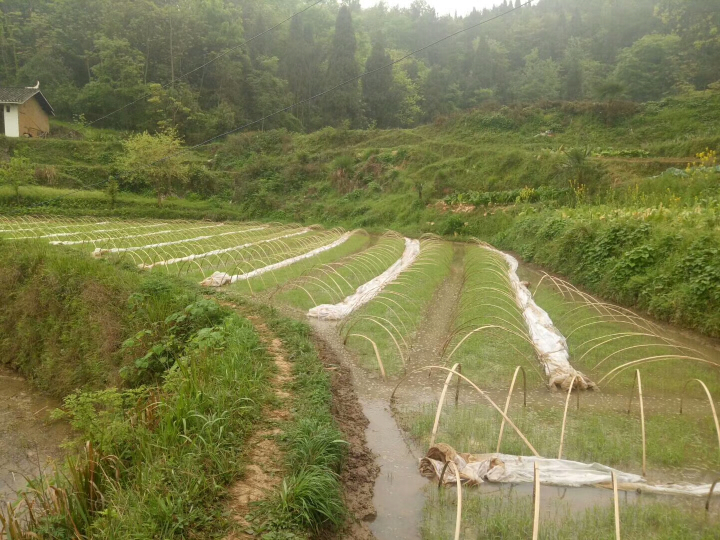 福满锅系列茶山大米