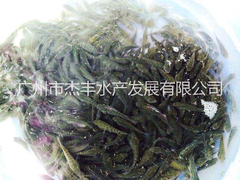 广州市单性罗非鱼苗厂家