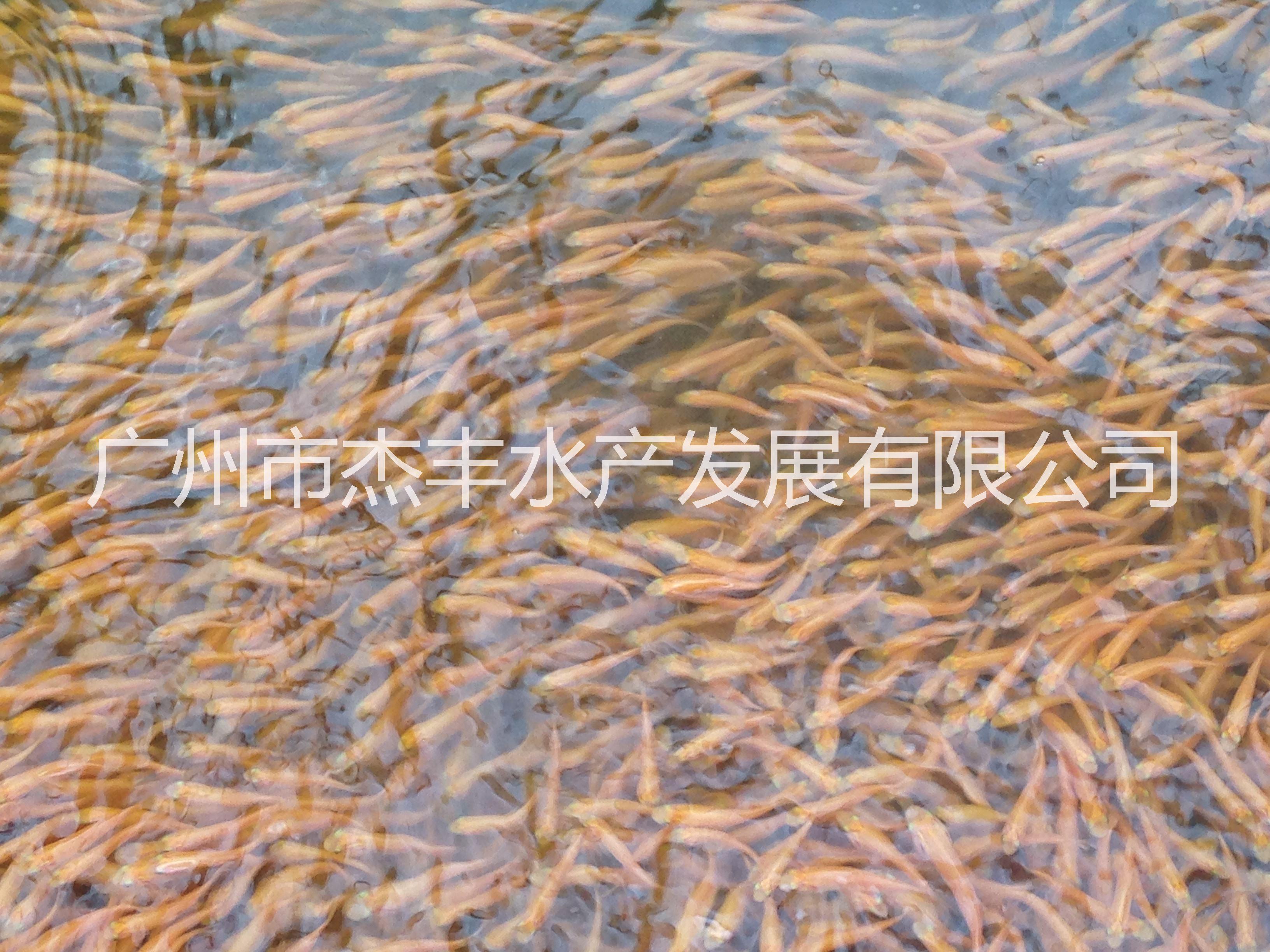 草魚(yú)苗圖片/草魚(yú)苗樣板圖 (2)