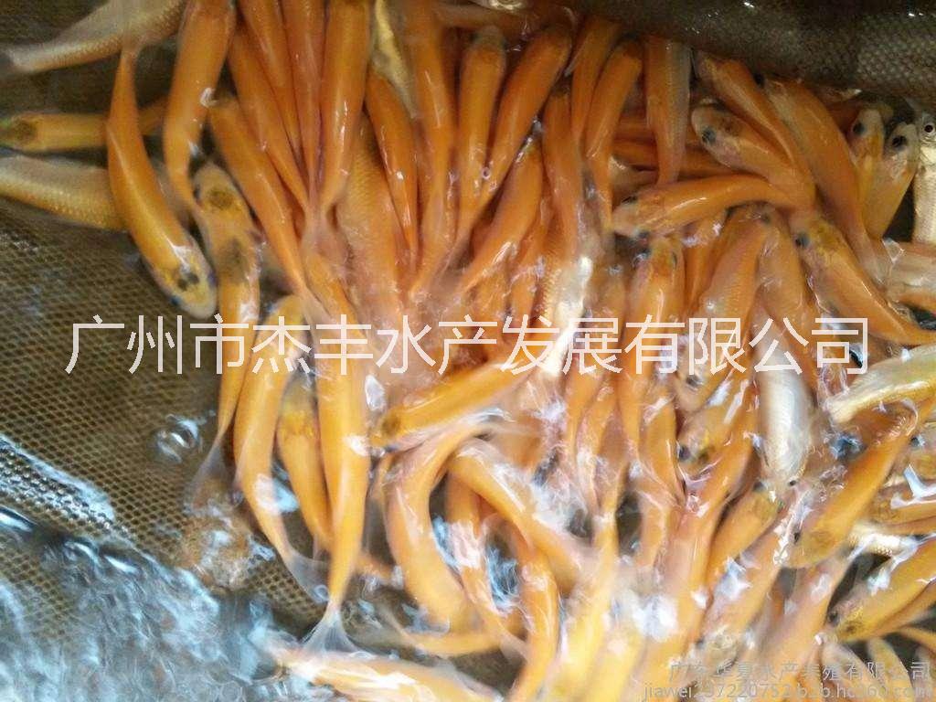 草魚(yú)苗圖片/草魚(yú)苗樣板圖 (3)