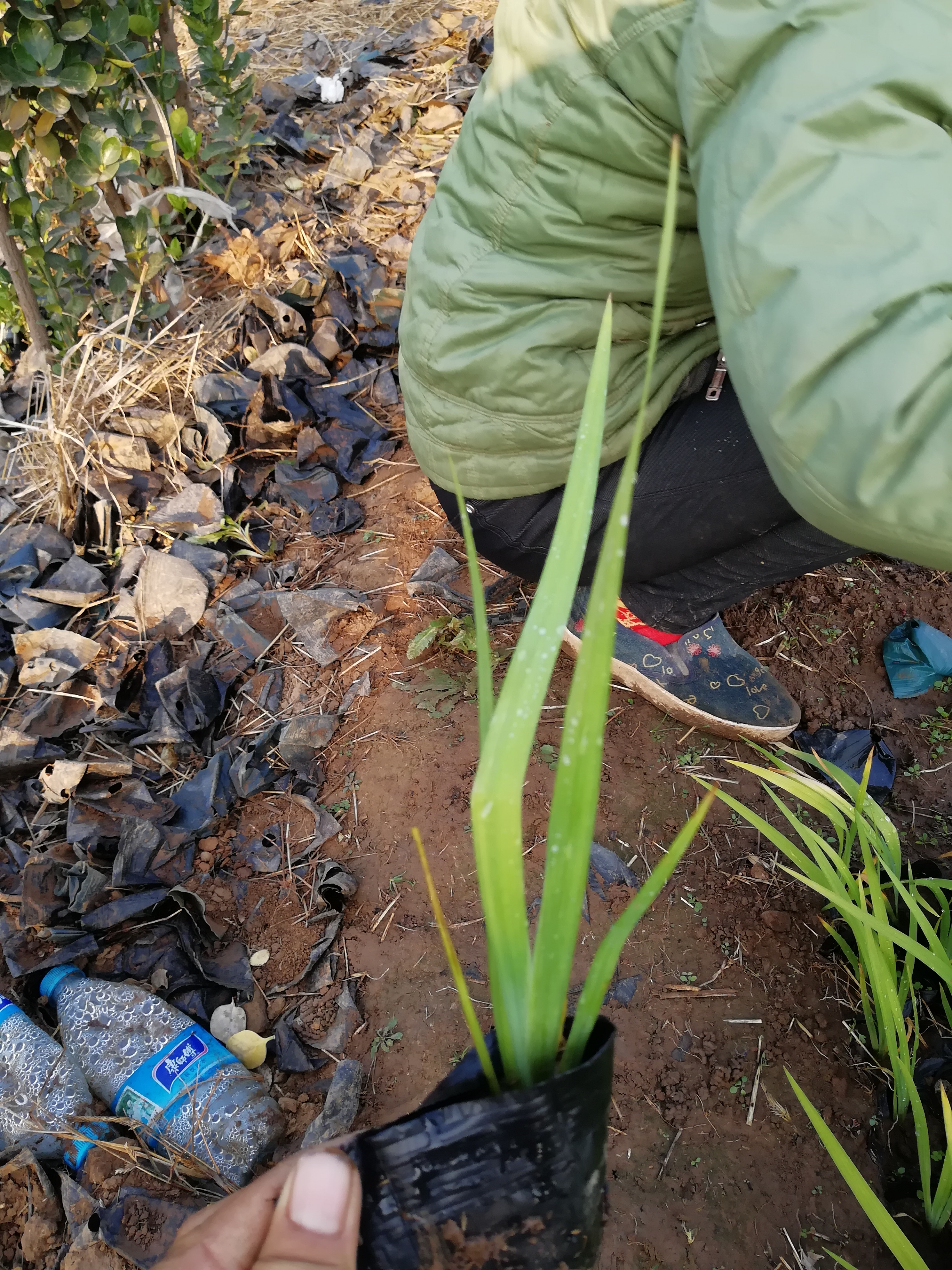 山东水生鸢尾种苗 山东水生鸢尾价格 山东水生鸢尾供应商 山东青州水生鸢尾 山东青州水生鸢尾种苗