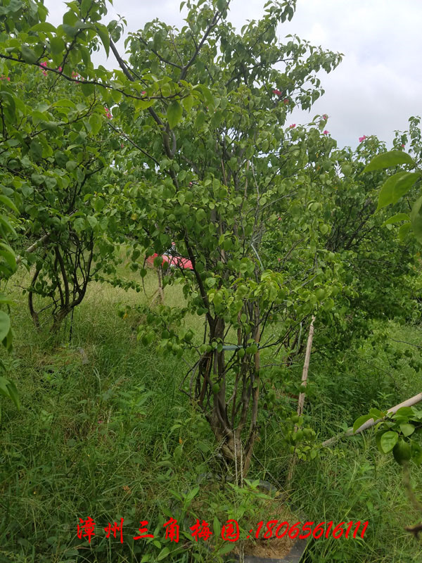 三角梅种苗 场地直销三角梅 三角梅价格 三角梅批发