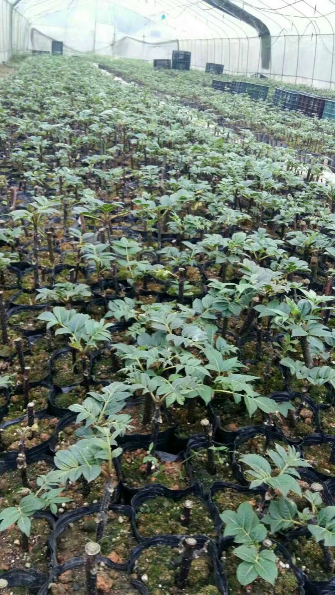 广西中花吴茱萸苗广西中花吴茱萸苗，广西中花吴茱萸苗价格，广西中花吴茱萸苗批发