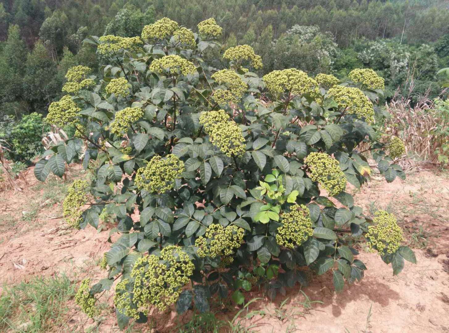 广西中花吴茱萸种苗供应广西中花吴茱萸种苗 广西中花吴茱萸苗 广西中花吴茱萸种植基地